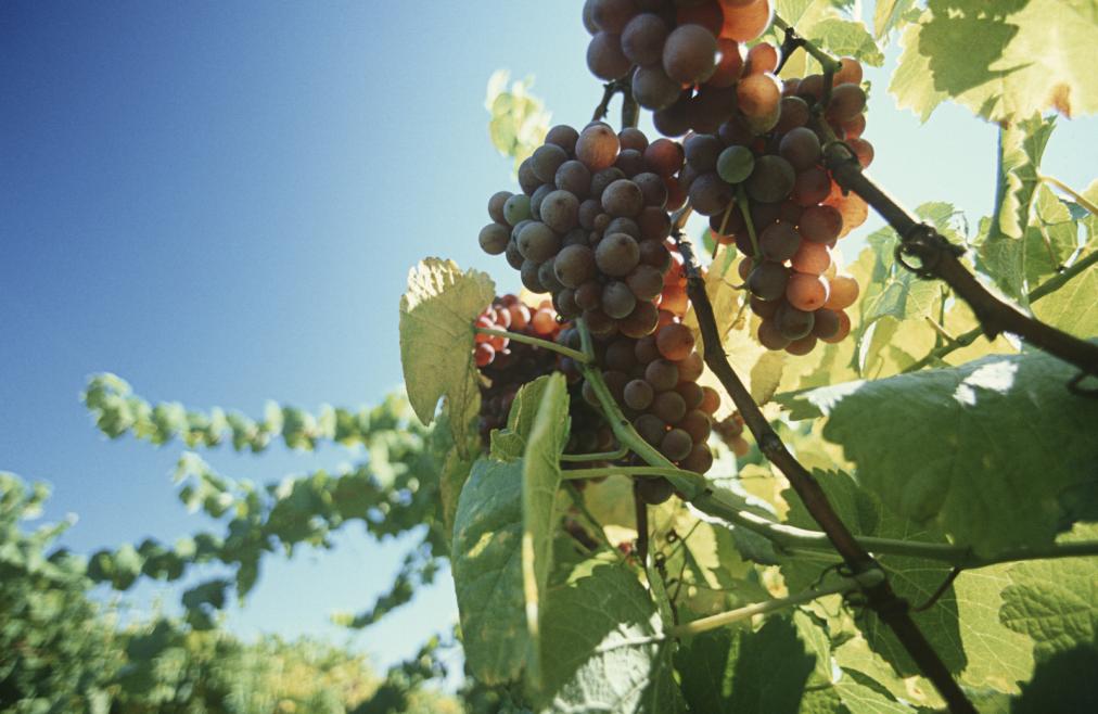 letsfeedyou's tweet image. Canada is growing world-class #wine! bit.ly/2dppKXg