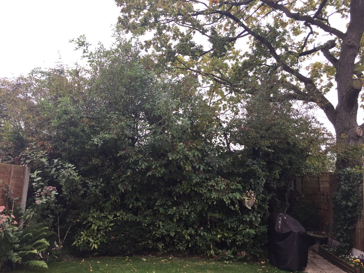 veg_co_uk's tweet image. What a difference&amp;amp; still lots of berries for the birds #hedgetrim