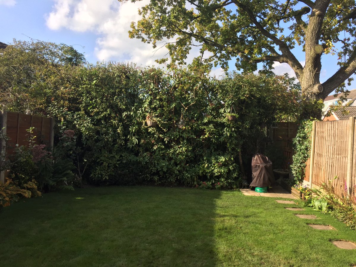 veg_co_uk's tweet image. What a difference&amp;amp; still lots of berries for the birds #hedgetrim