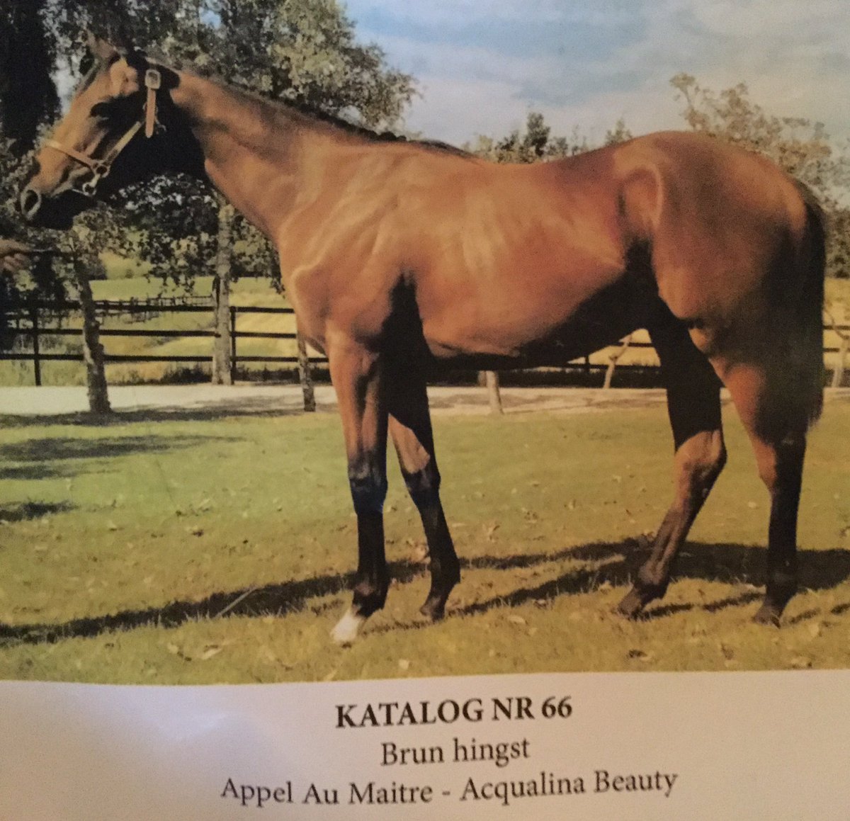 hjortebostud's tweet photo. Steinway (APPEL AU MAITRE-Acqualina Beauty) vinder i sin debut som 2 års for Galopkompagniet, Søren Jensen og Elione Chaves. https://t.co/eMxrOFf3j8