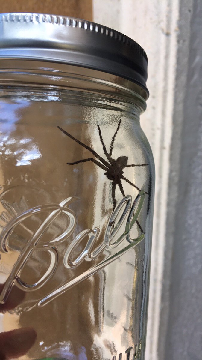 Our new pet "Death Wolf"