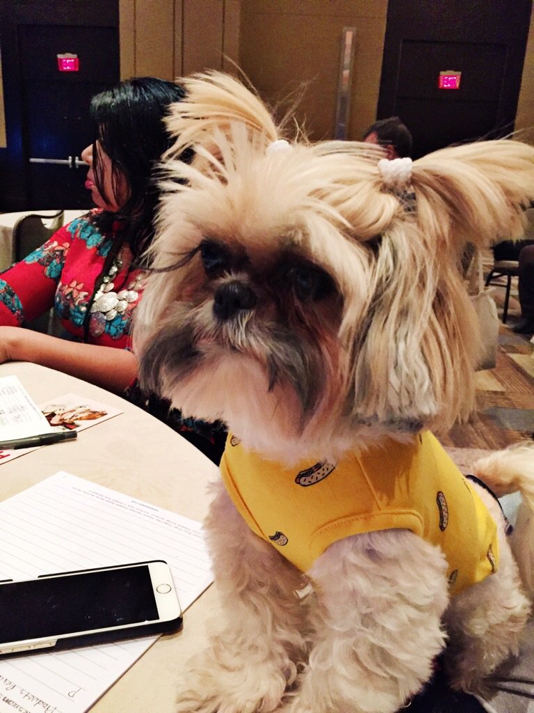 MsLeonaTheLion's tweet photo. Thanks to @andis_grooming - Megan gave me a face trim today and I'm not only fabulous, I'm camera ready! #BarkWorld2016 https://t.co/UEmxGXMBYN
