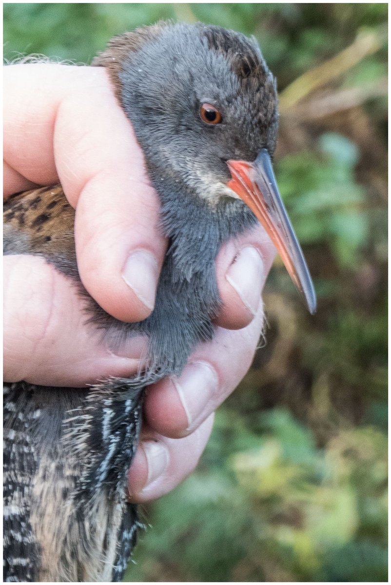 OwainGabb's tweet photo. #Oxwich #birdringing 15 Oct. Late autumn surprises. See: https://t.co/YEd3bX5R3B @Emma_Owl_Cole @goweros @_BTO @BTO_Cymru @welshbirders https://t.co/goHaGWwcXc