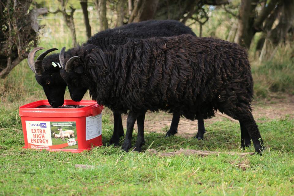 ProtectDamhead's tweet photo. Just some of the fabulous Damhead residents under threat from development. #SaveJimsFarm #WeAreScotland https://t.co/msCJyA8mMU