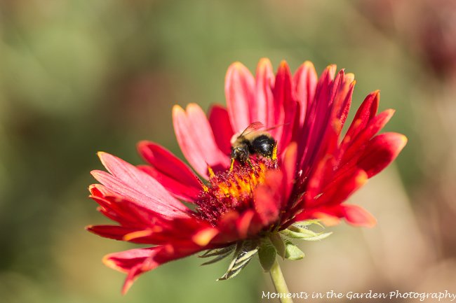 MomentsintheG's tweet photo. Bees still loving the gallardia at Arrowleaf winery. #winerygarden #arrowleaf #bees #momentsinthegardenphotography https://t.co/foiW4YFC1g
