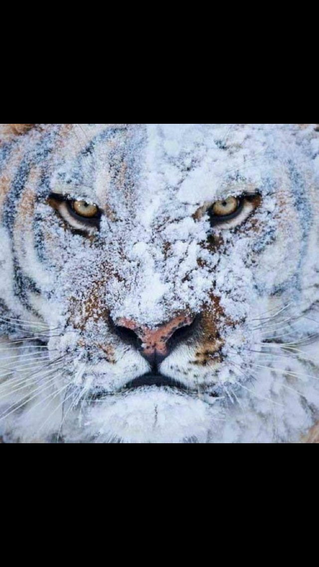ETBUCoachQuis's tweet photo. IF IT IS TO BE IT IS UP TO ME! You get 1 chance to be perfect, time to be Great today Tigers.
#elevate #1296 https://t.co/hq2pVJQyLL