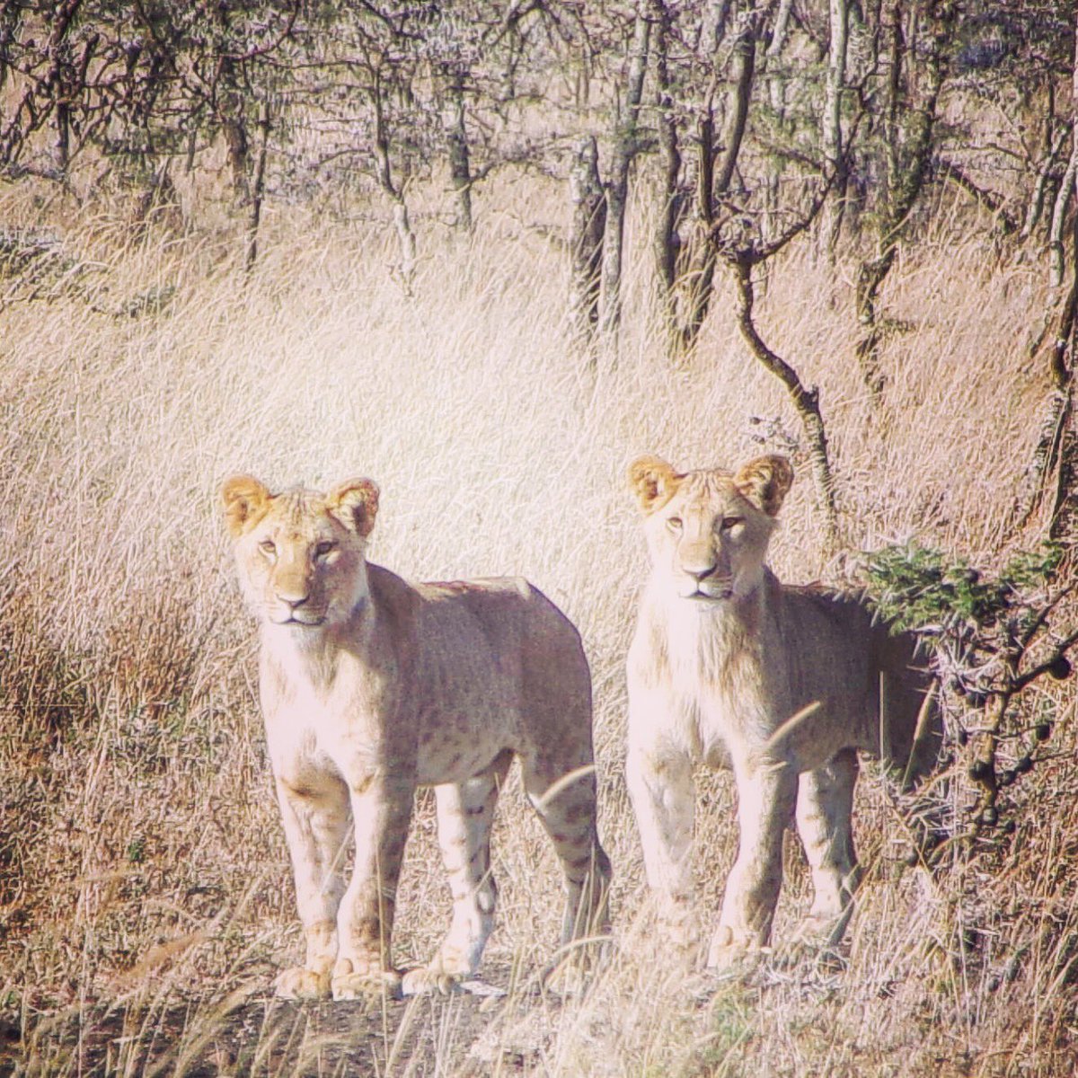 Stunning morning game drive for our guests <a href="/SegeraRetreat/">Segera Retreat</a> . Happy weekend!
