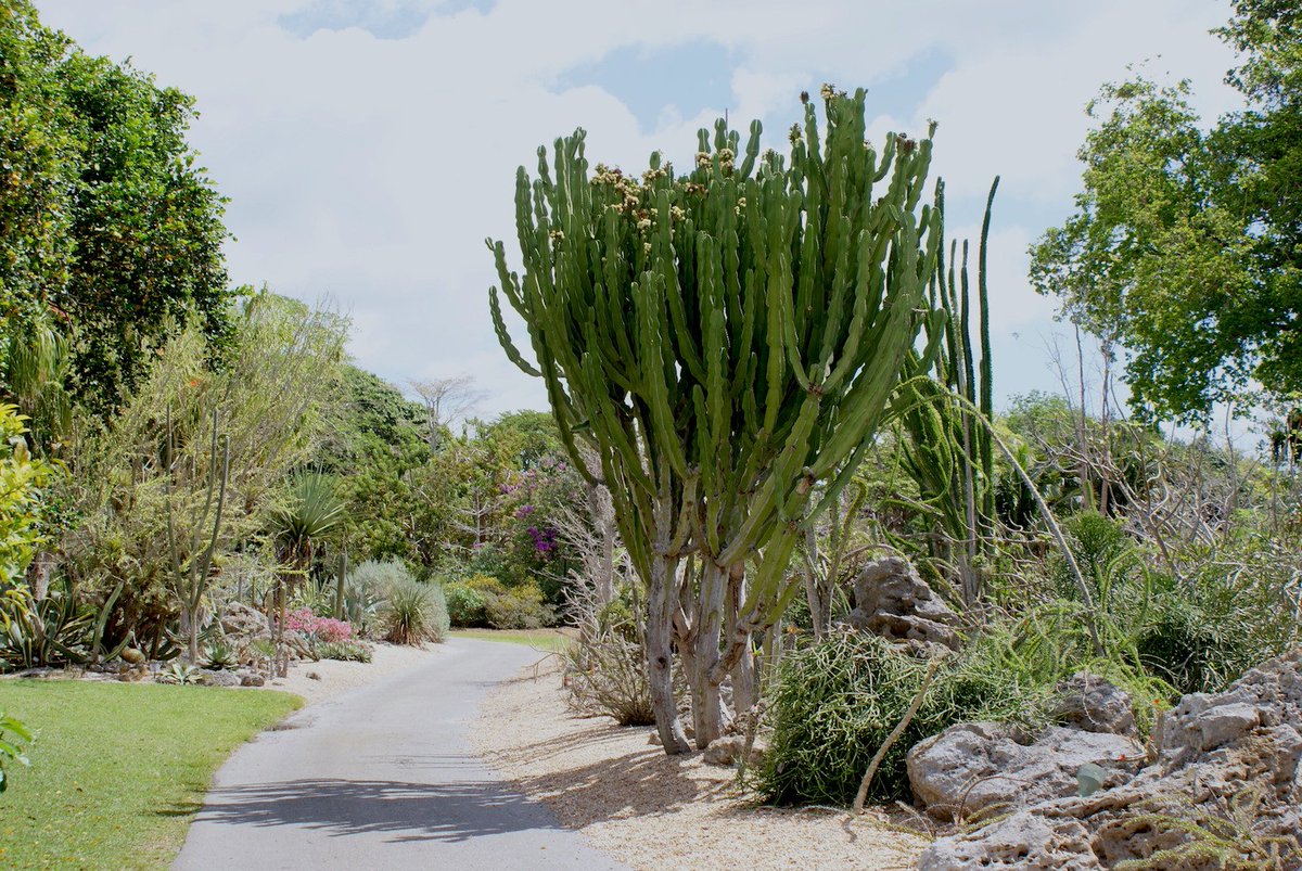 FairchildGarden's tweet photo. #TodayToDo: Visit our #SpinyForest of Madagascar and learn about all of our spiny friends. #cacti #succulents https://t.co/cU7UB2JwSA