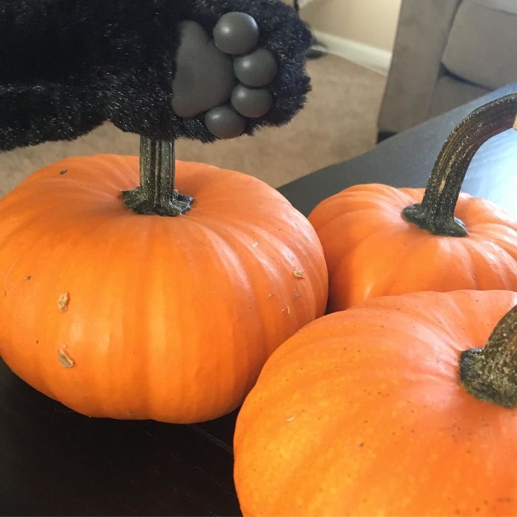 mycatpaw's tweet photo. 🎃🍂
#caturday #catpaw #pumpkins #catsofinstagram https://t.co/zywgvlIRwV https://t.co/Wr8sufJblT