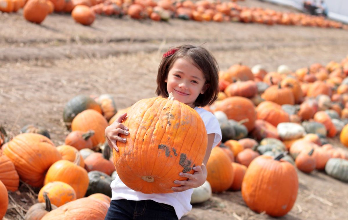 KZST's tweet photo. Taking the kiddo's out to the #PumpkinPatch? Check out our #KZST Pumpkin Patch Map! https://t.co/9FSVH2pQVb https://t.co/4jJSrzLSGq