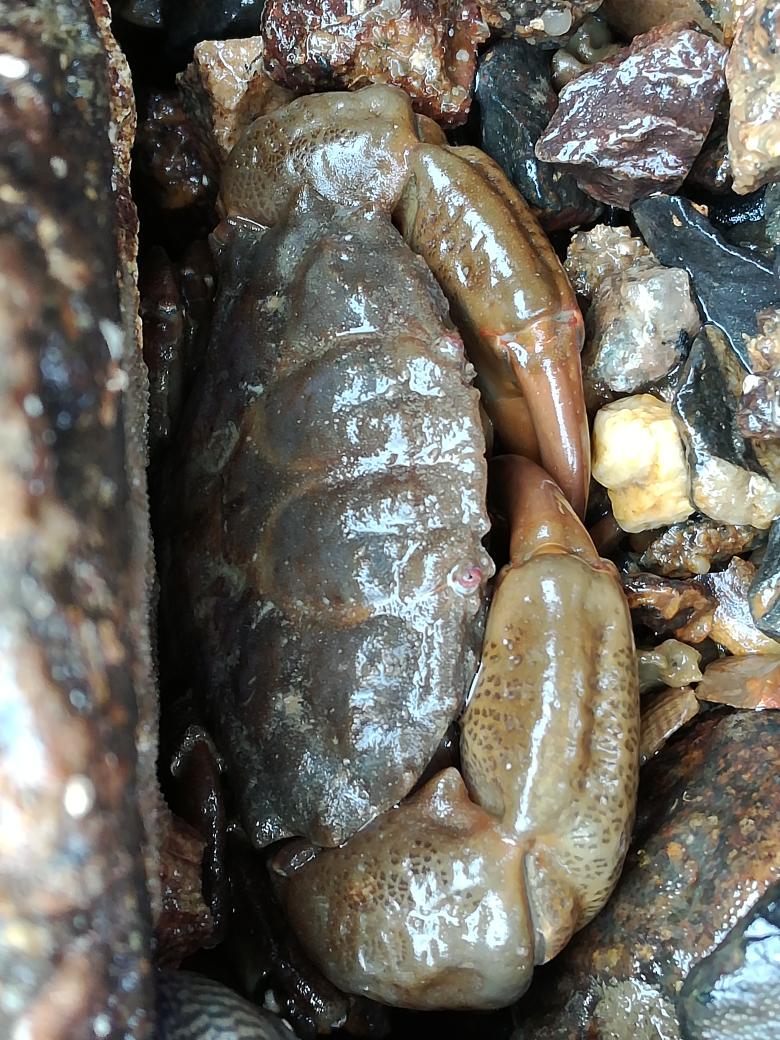 It's been another action-packed day at #mbabioblitz <a href="/thembauk/">MBA - Marine Biological Association</a>! Seine netting, rockpooling, snorkel safari, plus bird, bug and plant walks!