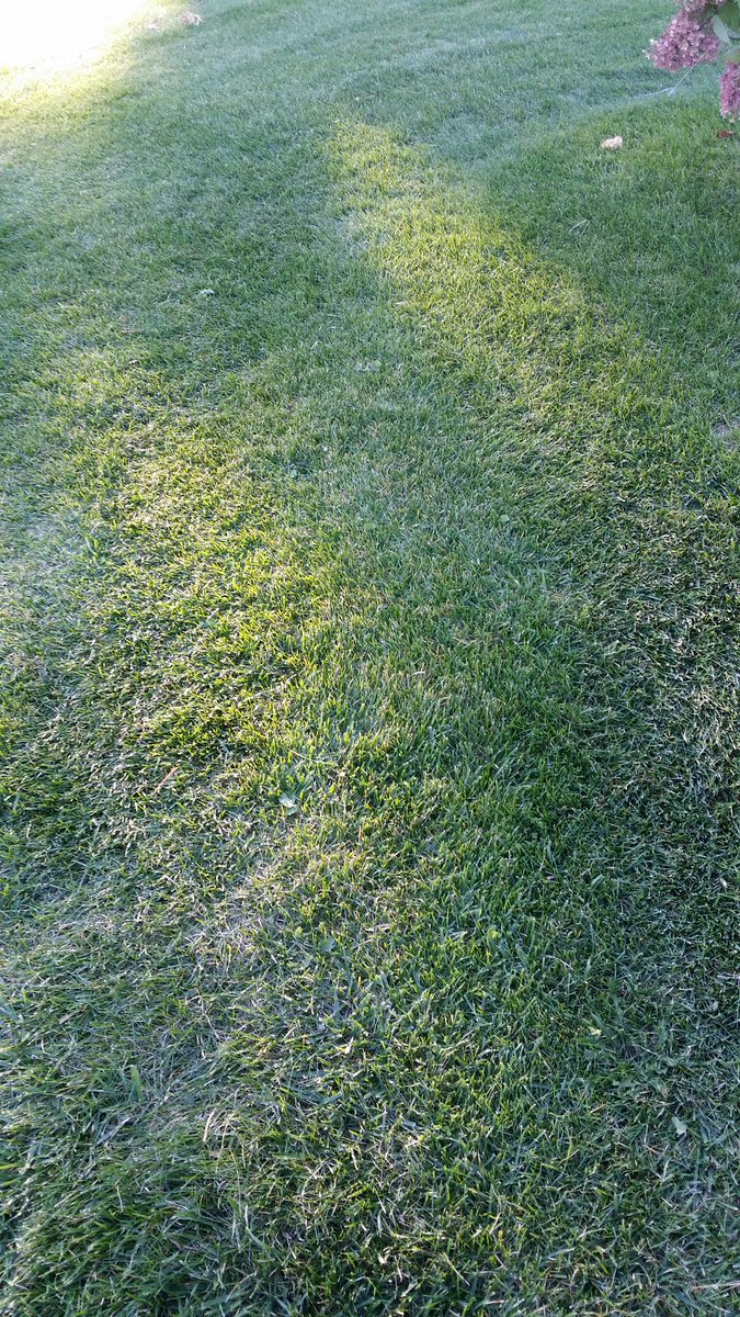 Rubybeets's tweet photo. Green grass in our yard #AppreciatingTheSimpleThings https://t.co/EypTzSSqQb