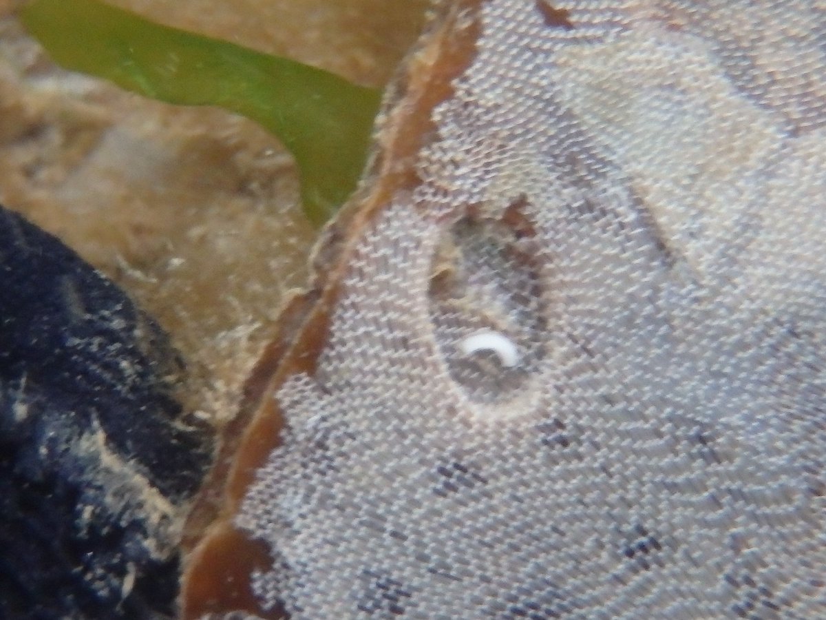 Nice snorkel #mbabioblitz. Lots of furbelows supporting whole communities, inc blue-rayed limpets, no nudis, but short egg string.