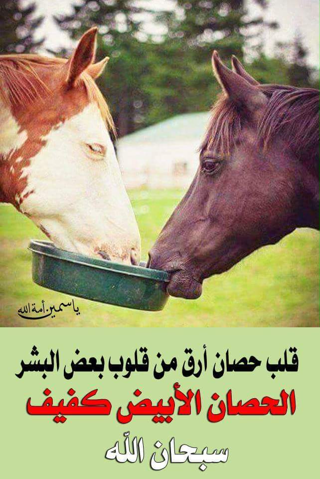 جرح الغلا &جرح الغلا (@ffabdullahalyo1) on Twitter photo 