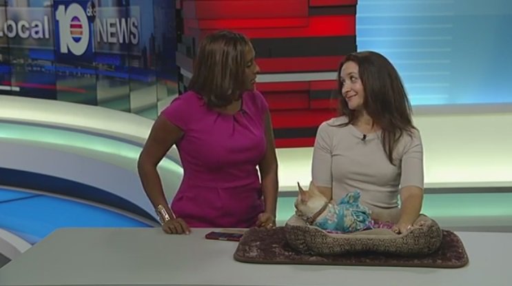 Today's Adopt a Pet bit.ly/2ecXNCe?utm_me… https://t.co/gkwLQJsxRO