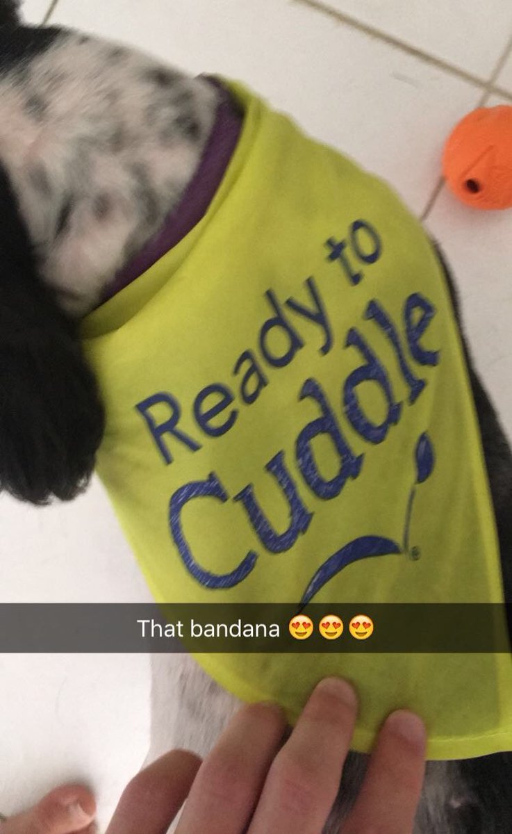 paigini (@paigeharlow7) on Twitter photo My dog got a haircut and they gave him the cutest bandana in the world???????? My dog got a haircut and they gave him the cutest bandana in the world????????