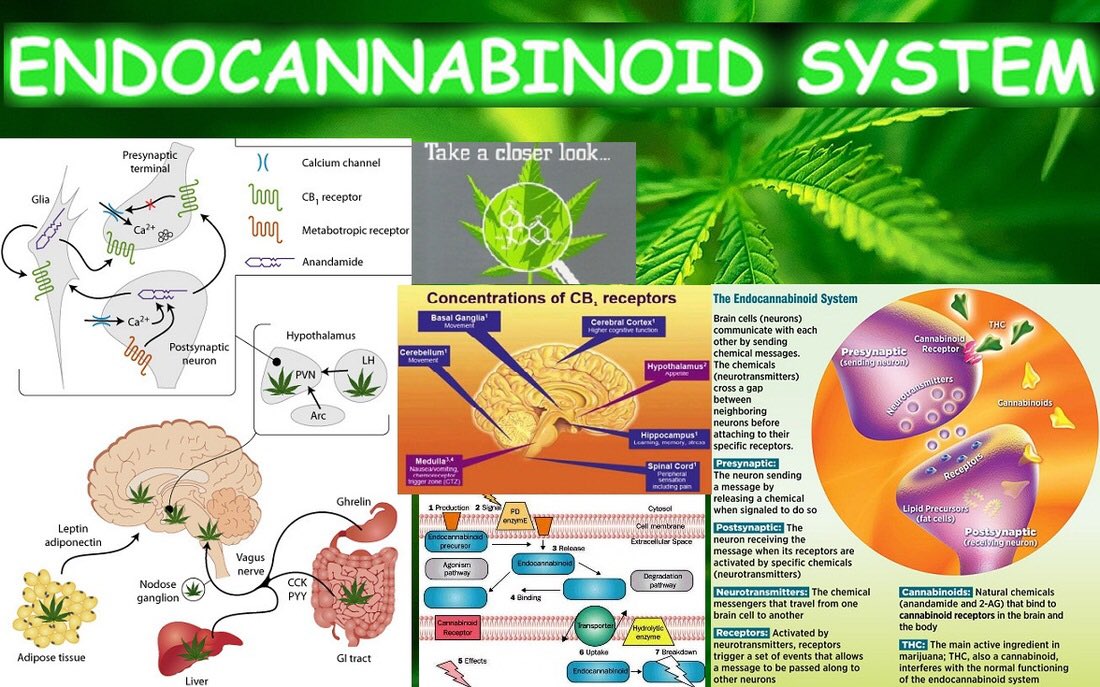 canna24updates's tweet photo. The endocannabinoid system is no one trick pony.   #educateyourself #cbd #canna24 #medicalmarijuana #realhealing https://t.co/j70TNh1FAf