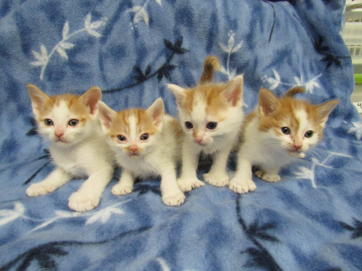 PetsLifeline's tweet photo. When #Caturday brings you extra adorable toes #polydactlkittens #allthetoes #somanytoestokiss https://t.co/lankE5YI1o