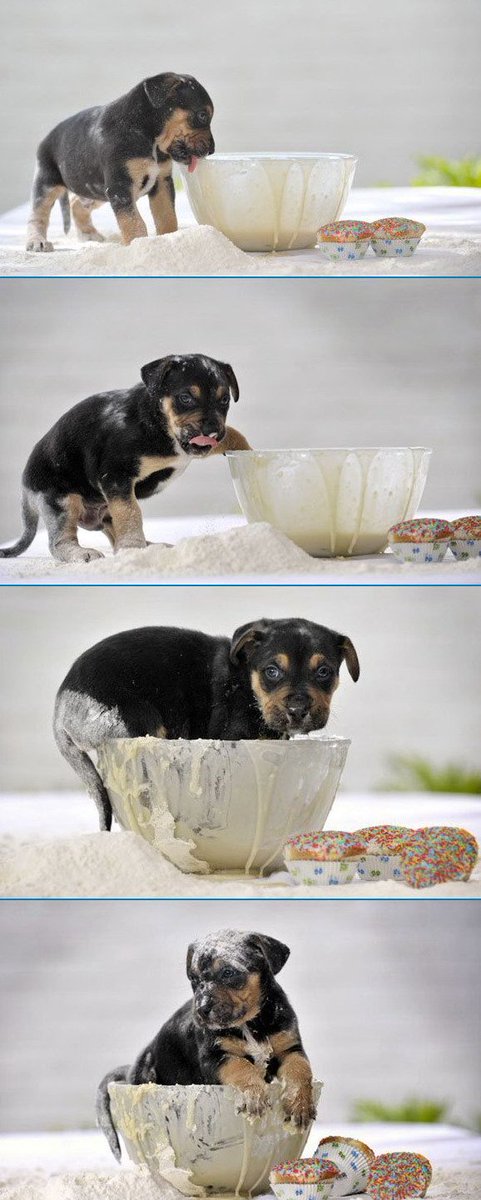 Dose Animals tweet media