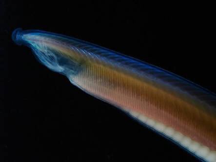 深海のオトモダチを紹介するレ級bot コノ子はゲイコツナメクジウオ 脊椎動物ノ最モ原始的な祖先ト言ワれル脊索動物ノ仲間だヨ この子ハ約一億年前に分化しタと考えラレてるネ ナメクジウオの仲間ハ一般ニ綺麗な浅海にイルんだケド コノ子は還元的な鯨骨下ノ 深海のオトモダチを紹介するレ級bot コノ子はゲイコツナメクジウオ 脊椎動物ノ最モ原始的な祖先ト言ワれル脊索動物ノ仲間だヨ この子ハ約一億年前に分化しタと考えラレてるネ ナメクジウオの仲間ハ一般ニ綺麗な浅海にイルんだケド コノ子は還元的な鯨骨下ノ