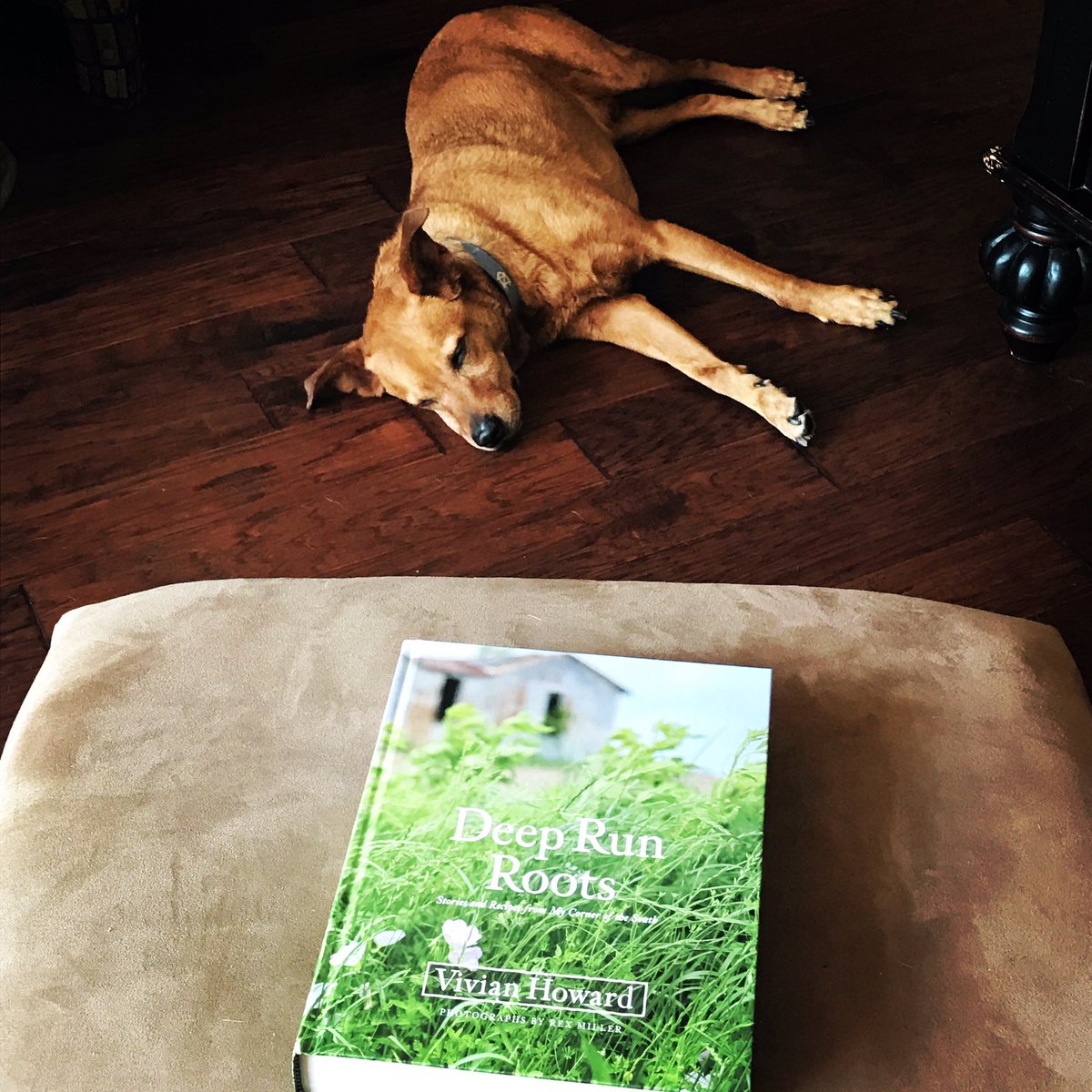 A tired Teddy &amp; <a href="/chefandthef/">Vivian Howard</a>.