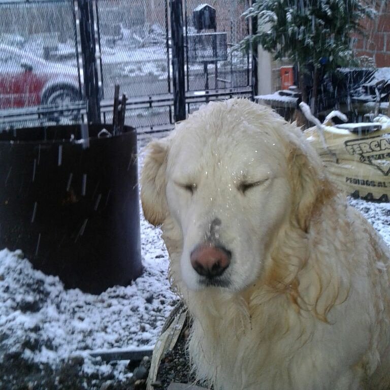 Prussso's tweet image. ¡Así vivió Pancho la nevada en Río Gallegos!