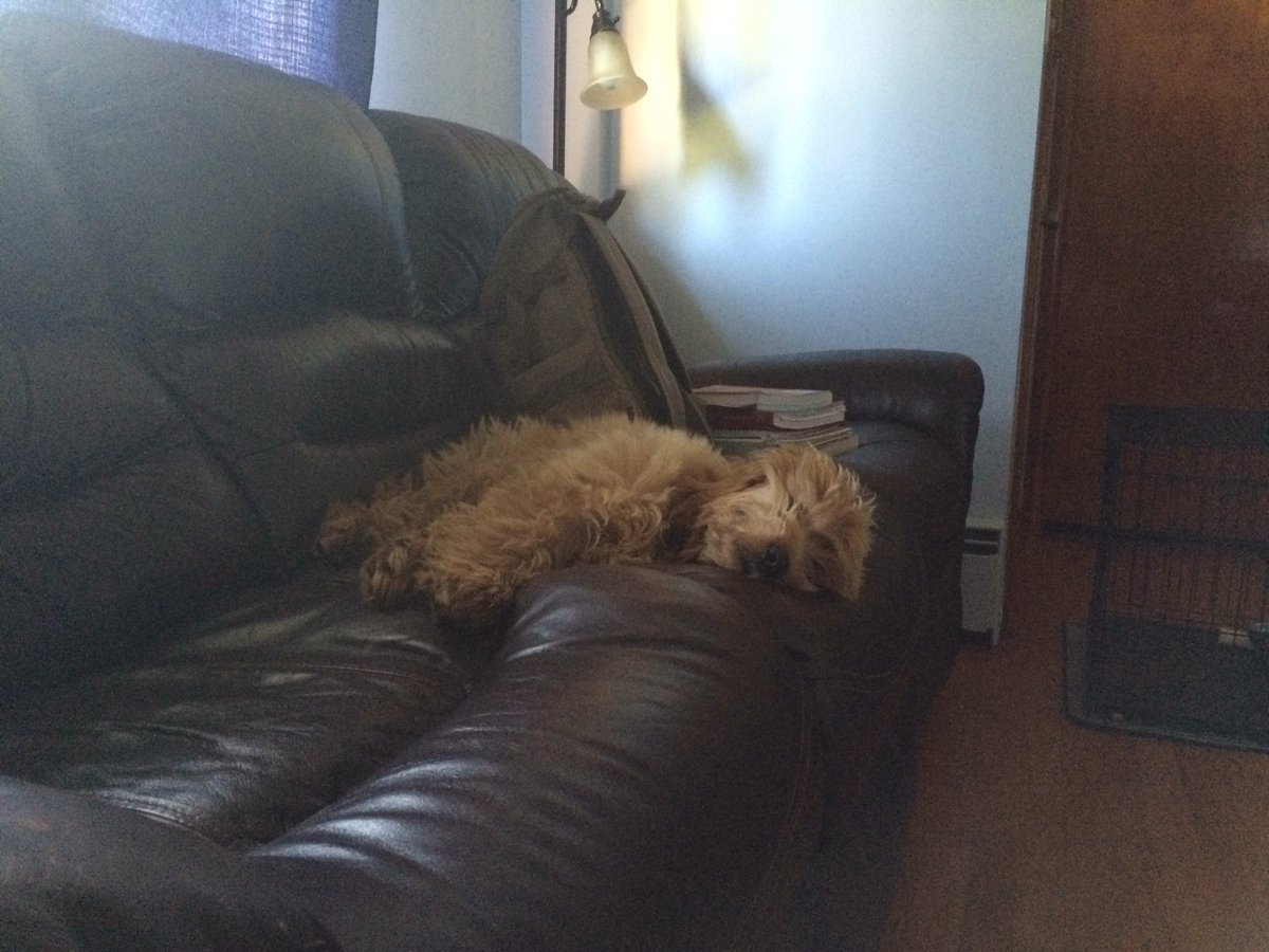 WesleyGehman's tweet image. Max is as motivated to do homework as I am #lazy #saturday #firsthashtag