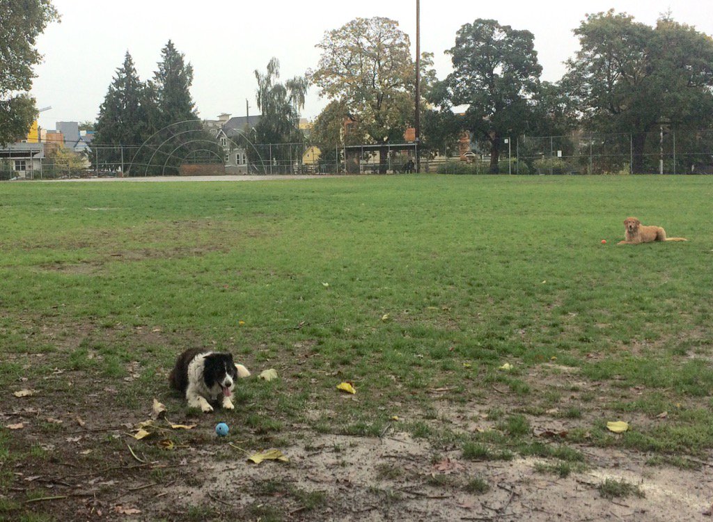 SerSamSEA's tweet image. Zero care about pouring rain. #fallstorms #dogsoftwitter