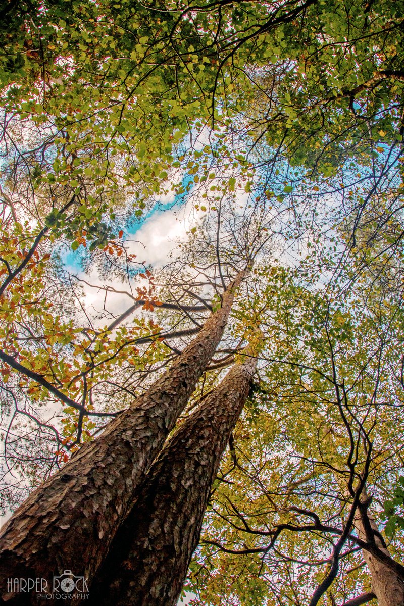 HarperRockPhoto's tweet photo. Glory #photography #ThePhotoHour #nature #trees #autumncolours #PhotoOfTheNight #naturalbeauty #leaves https://t.co/6ffCQScZP9
