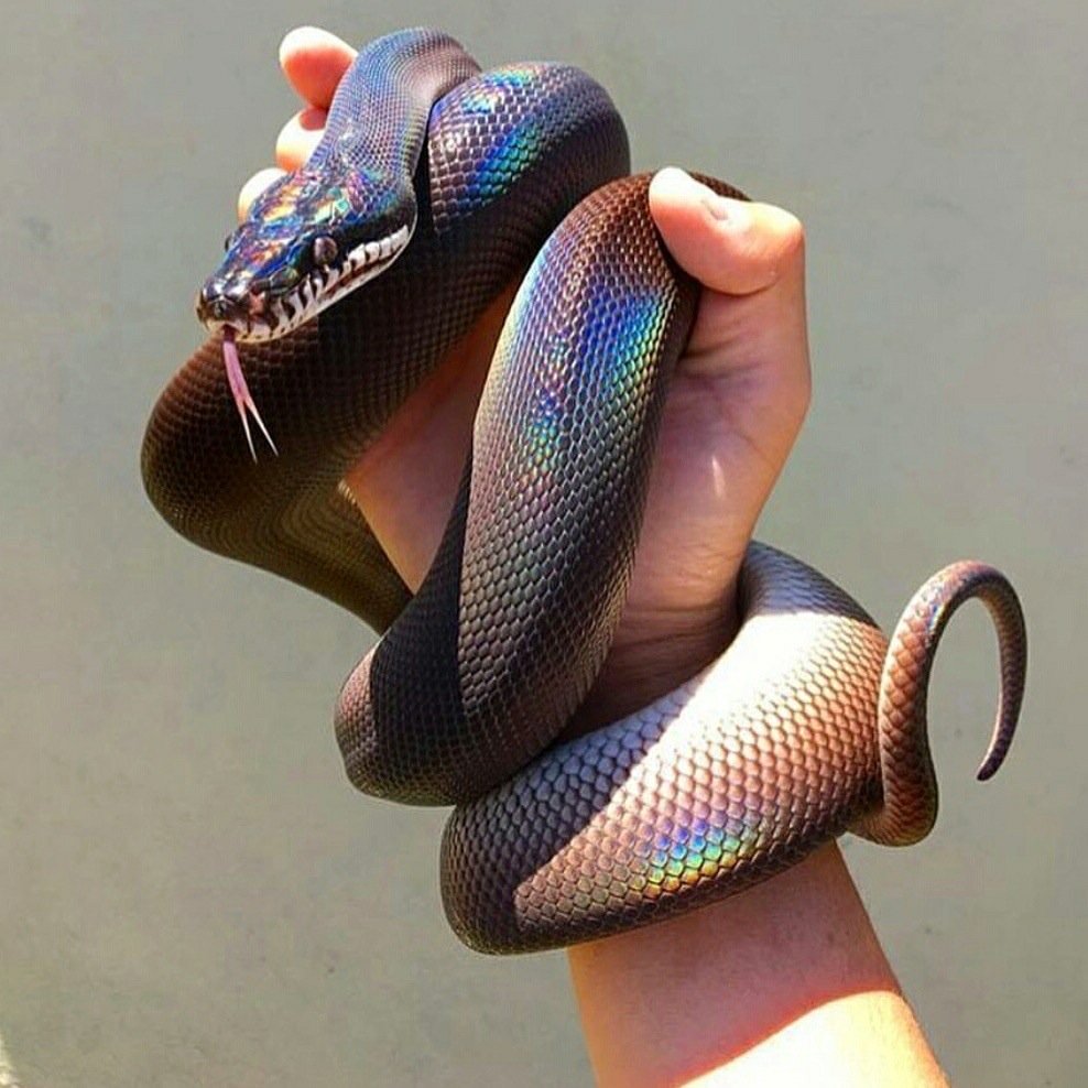 viralon_net's tweet image. This is what a white lipped python looks like.