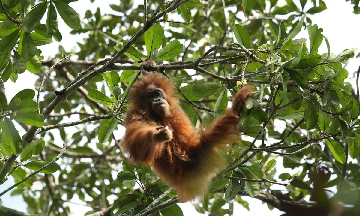 AJEnglish's tweet image. Did you know orangutans shared 97% of our DNA? Watch: aje.io/55xd