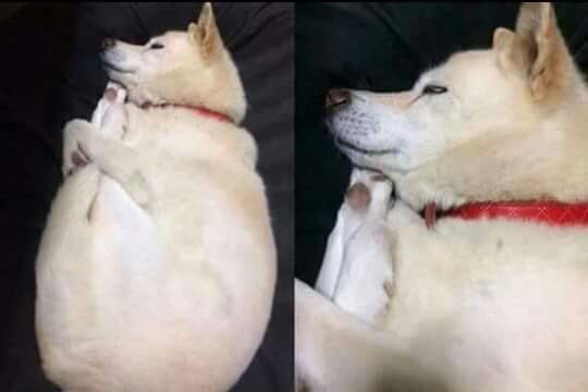 maurivesprini's tweet photo. Sin dudas este perro es más elástico que yo. https://t.co/XfyGQhKvRQ