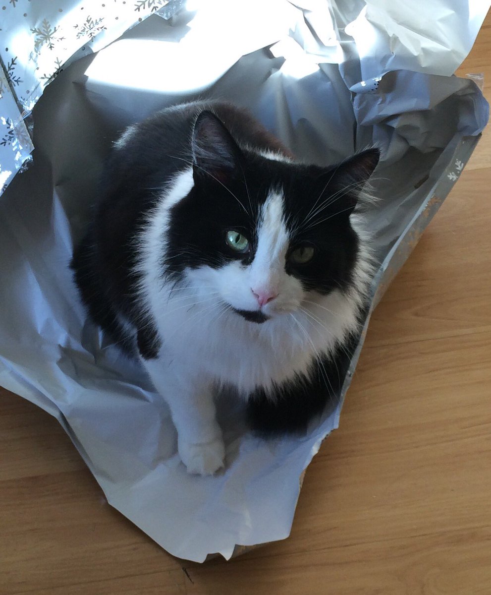 mwallwork's tweet image. LOST CAT Our 6-year-old cat Tom is missing in Cogges, Witney 15/10/2016 please DM if found #lostcats #lostpets