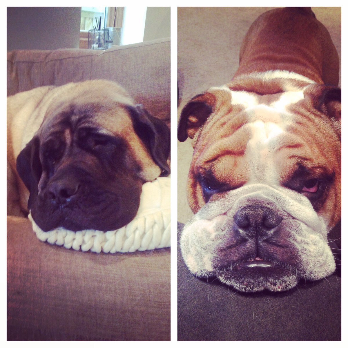 Piper and Hamish are the most chilled out #dogs ever!A Pawshake #petsitter is looking after them. #dogsitting #bulldog #bullmastiff #dogsuk