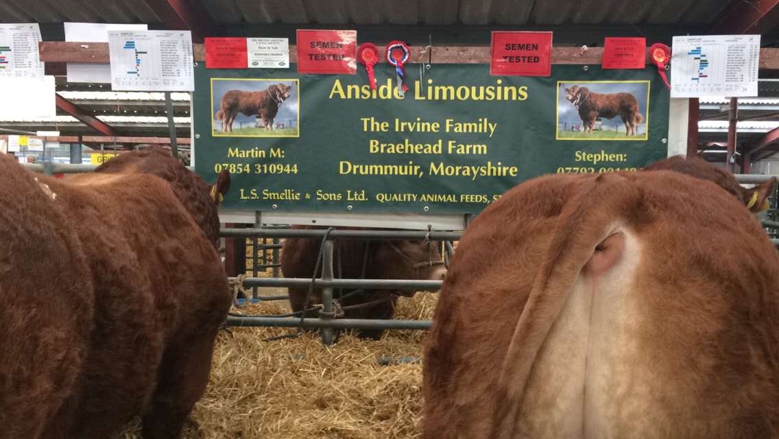 farmermartin16's tweet photo. Back from a successful carlisle Oct bull sale, LOKI AND LUKE both first in class LOKI senior champion an away at 12k ,LUKE 6500k. 👍 https://t.co/0UjK4lcCdW