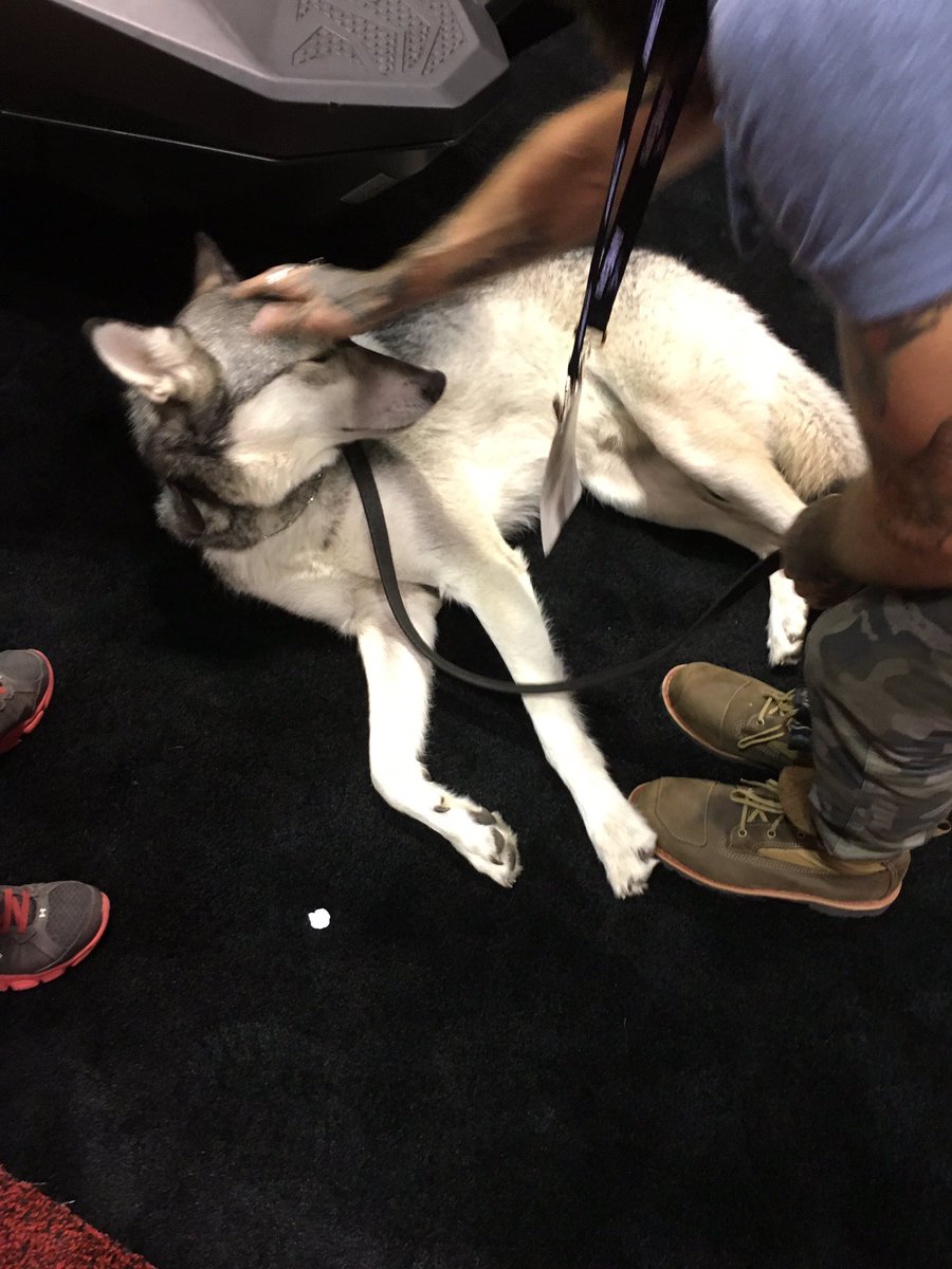 AIMExpo 2016 just relaxing at the expo #highcontentwolf