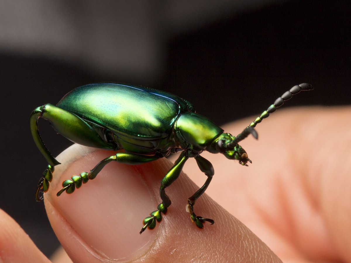 Ibycter's tweet photo. The best bling insects @entomica tonight #OntInsects2016 https://t.co/G3rXwKnXsm