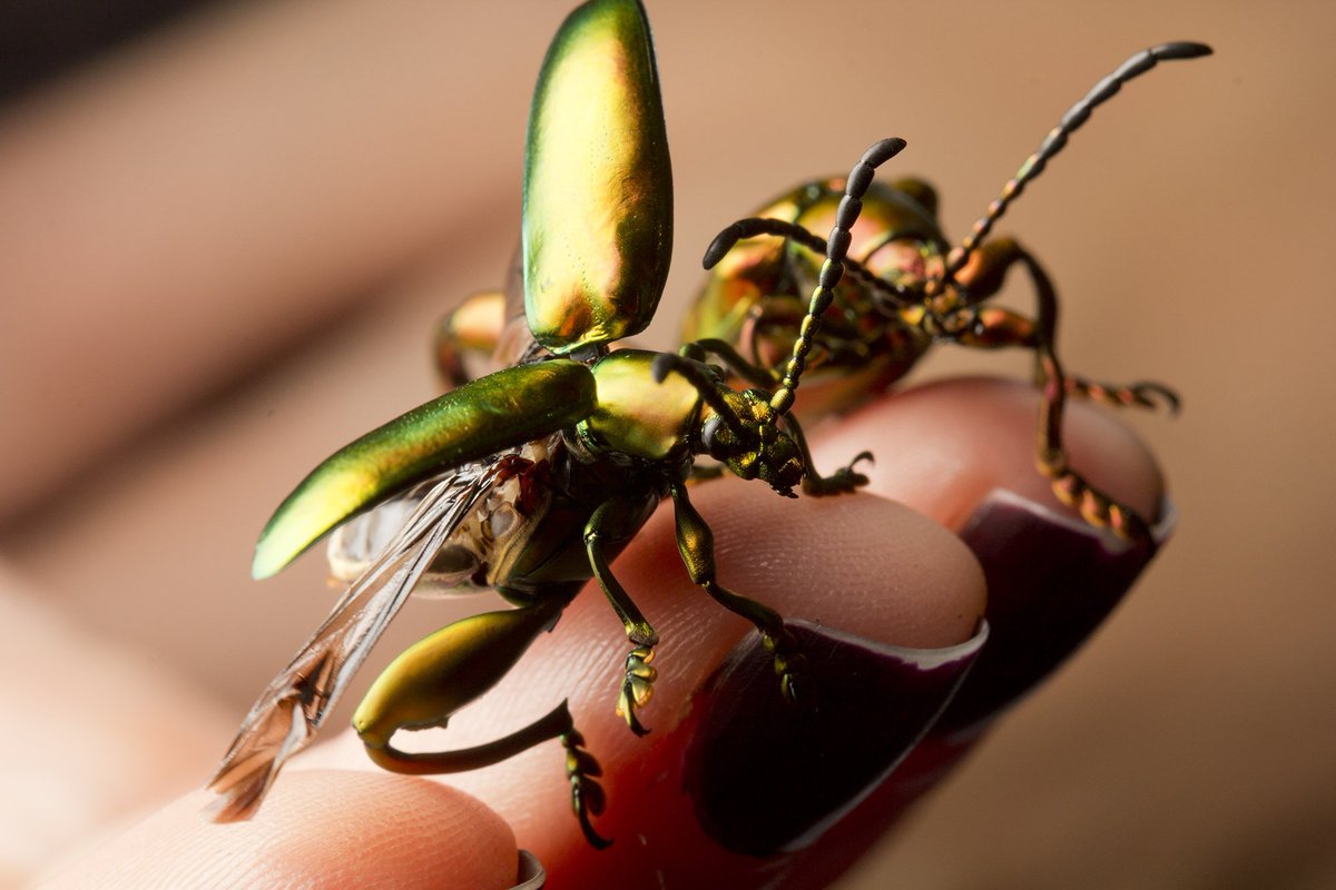 Ibycter's tweet photo. The best bling insects @entomica tonight #OntInsects2016 https://t.co/G3rXwKnXsm