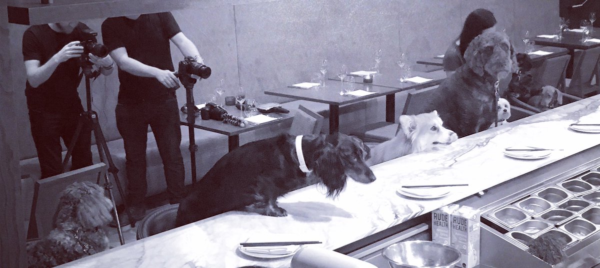 PetFinet's tweet photo. Coming soon... London's canine crème de la crème gets a baking masterclass at @mrestaurants_ 🍽 #DogFriendlyLondon #CookingWithDog https://t.co/CWYr31w3UV