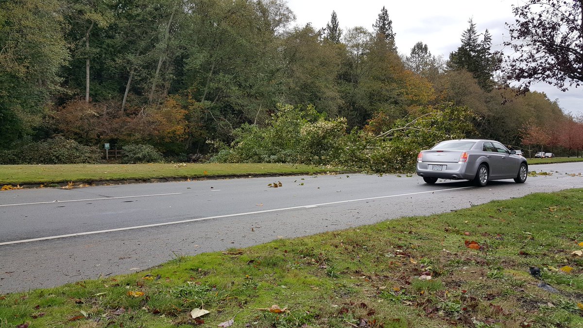 pieglue's tweet photo. Big tree just went down over Marine Drive near UBC. #vanstorm https://t.co/FfmREdeSAd