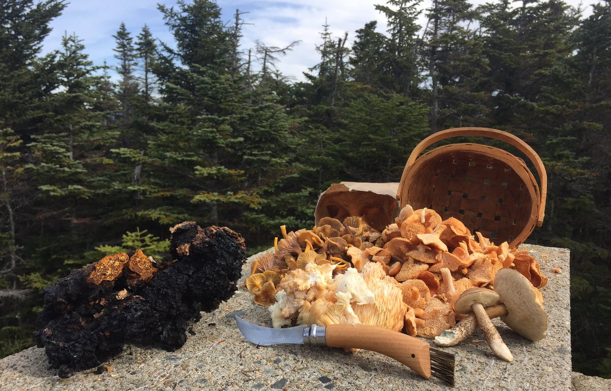 tstou10's tweet photo. #excellent #foraging effort 2day: #chaga, #Hydnum, #Craterellus, #Hericium &amp; #Leccinum galore! #phenology #NH #edible/#palatable #fungi https://t.co/9YYO6R0dC2