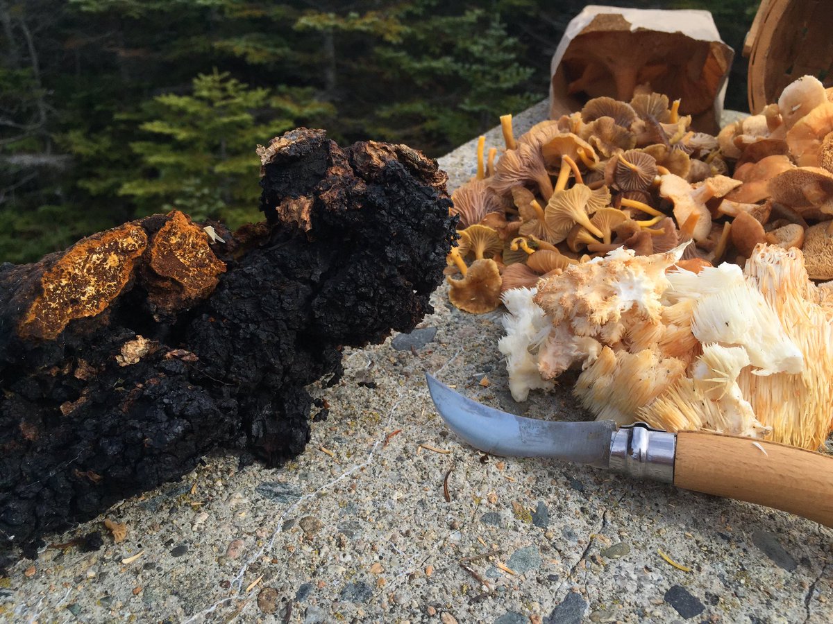 tstou10's tweet photo. #excellent #foraging effort 2day: #chaga, #Hydnum, #Craterellus, #Hericium &amp; #Leccinum galore! #phenology #NH #edible/#palatable #fungi https://t.co/9YYO6R0dC2