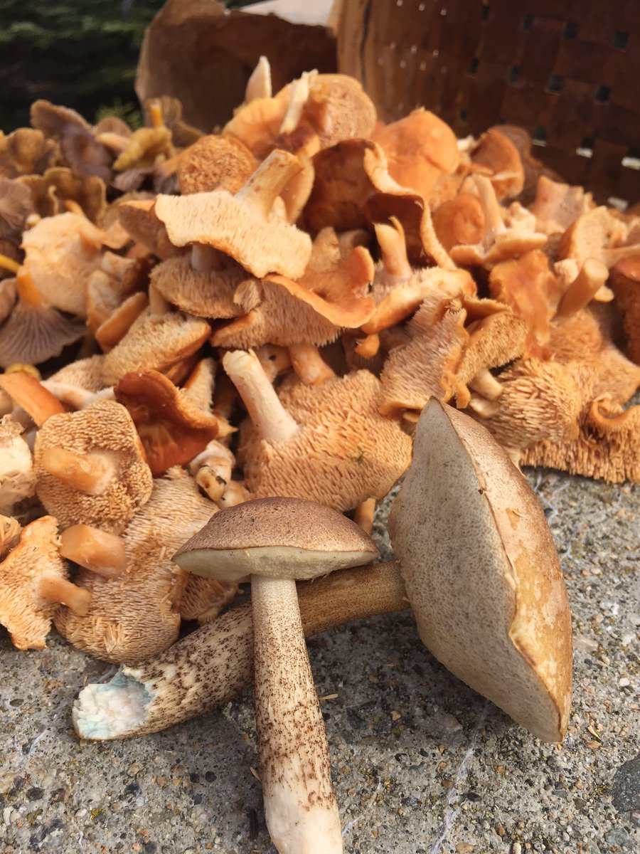 tstou10's tweet photo. #excellent #foraging effort 2day: #chaga, #Hydnum, #Craterellus, #Hericium &amp; #Leccinum galore! #phenology #NH #edible/#palatable #fungi https://t.co/9YYO6R0dC2