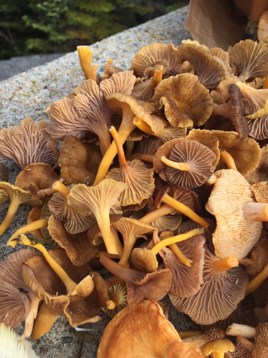tstou10's tweet photo. #excellent #foraging effort 2day: #chaga, #Hydnum, #Craterellus, #Hericium &amp; #Leccinum galore! #phenology #NH #edible/#palatable #fungi https://t.co/9YYO6R0dC2