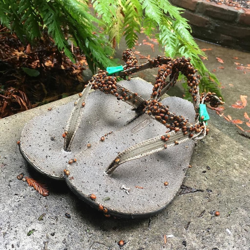 earth_runners_'s tweet photo. Good lady bug omen! #warmth #ladybugs #adventuresandals #befreesandals #rewildbefree https://t.co/9MTylZQLci https://t.co/N7gfl4Pbqs