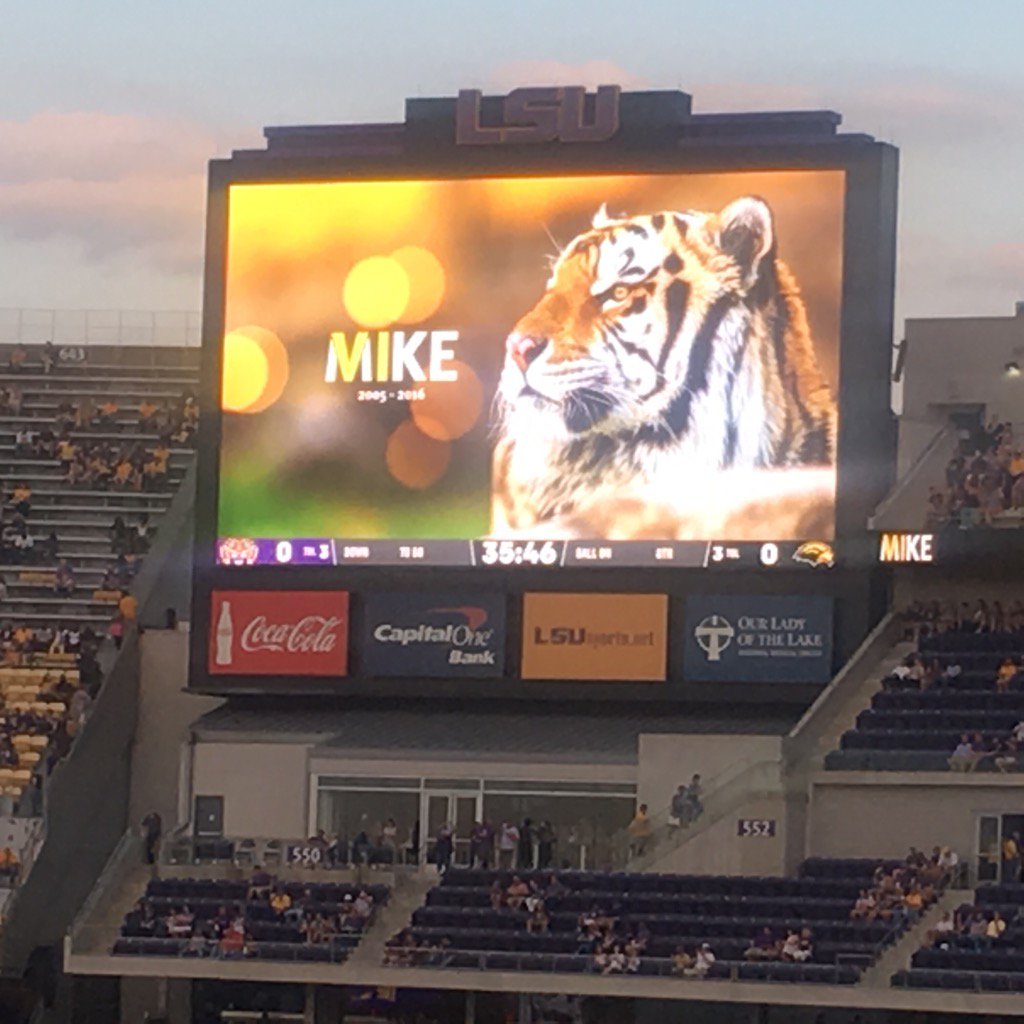 A touching tribute to Mike VI during the pregame of Southern Miss-#LSU on Saturday night at Tiger Stadium.