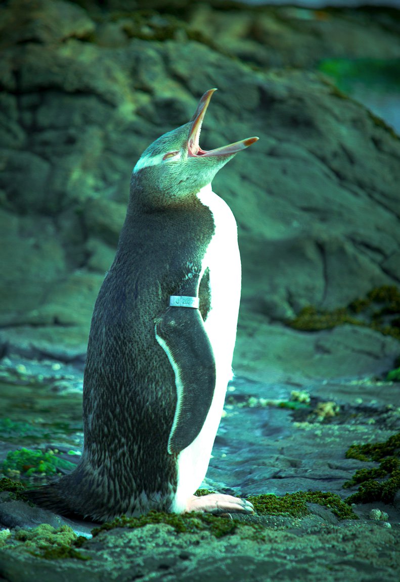 LeonardoVetturi's tweet photo. #J20275 #penguin #newzealand #theplacetobe #catlines #southisland #tourism #travel #holiday #pinguino #incazzato https://t.co/dd5j7TUajm