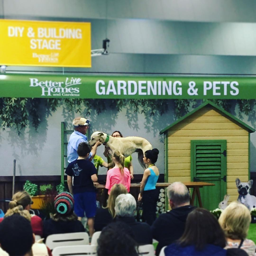 GAP_VIC's tweet photo. Dr Harry Cooper asking kids do they want to be a vet. Nigel is being a great helper. #bhglive #greyhounds #GAP #vet https://t.co/wZKQkKTyTH