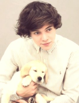 crawolfie's tweet photo. -larry, niall, harry and dogs [cute]- https://t.co/hfj3AAyTYa