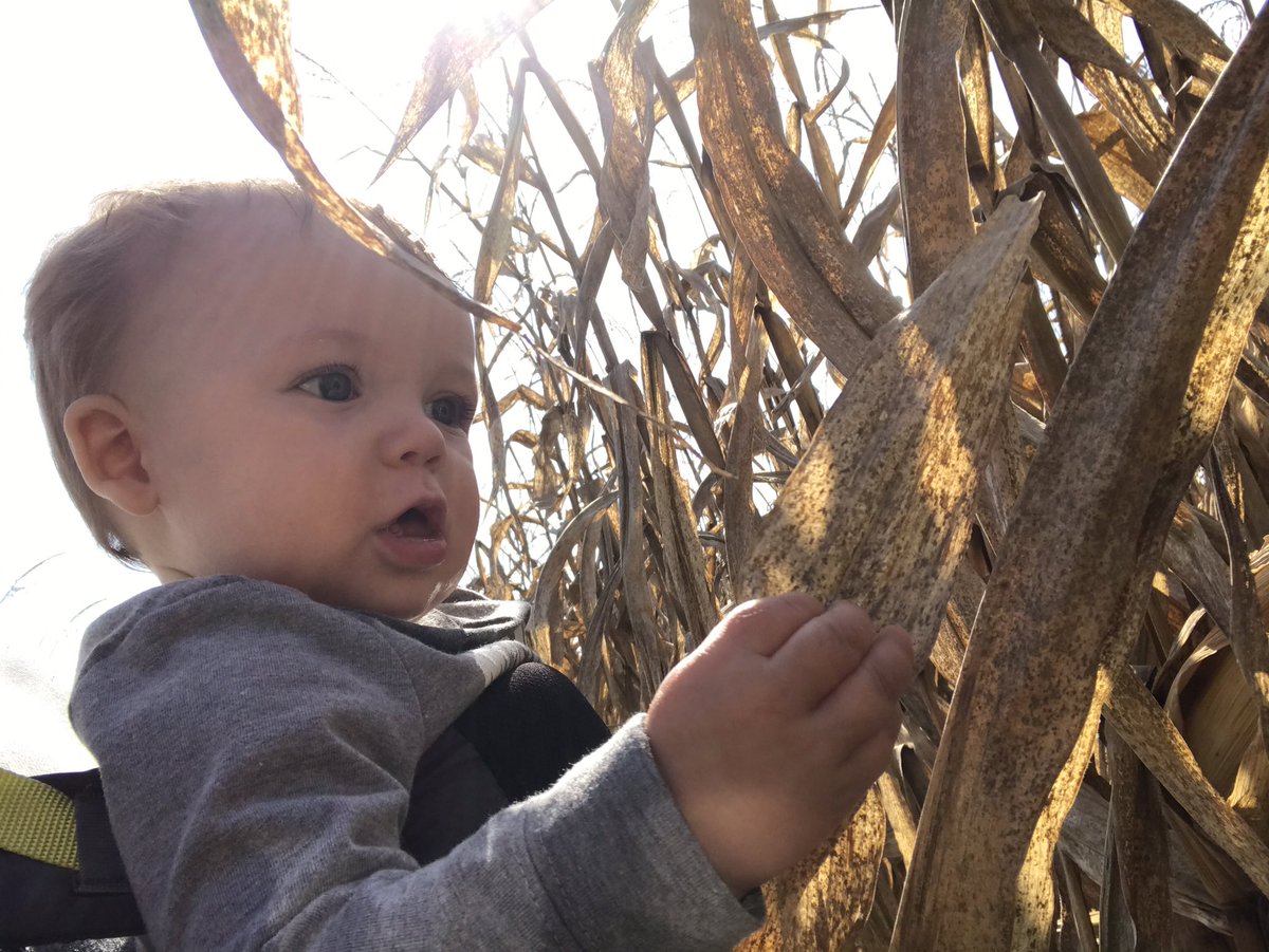 MOBeerBaby's tweet photo. Picking the finest corn for my latest project. 🌽 https://t.co/GcEYPbmPcn